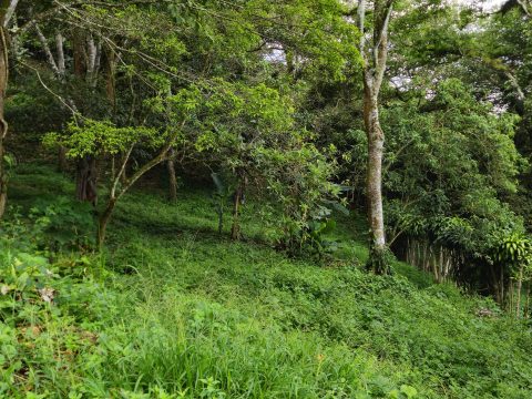 Lote 21 – Villas del Café - Exterior 9