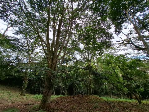 Lote 21 – Villas del Café - Exterior
